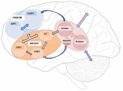 Neurobehavioral Abnormalities Associated with Executive Dysfunction after Traumatic Brain Injury